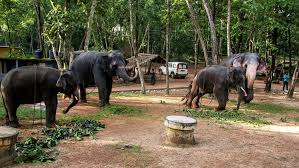 Kottoor Elephant Rehabilitation Centre