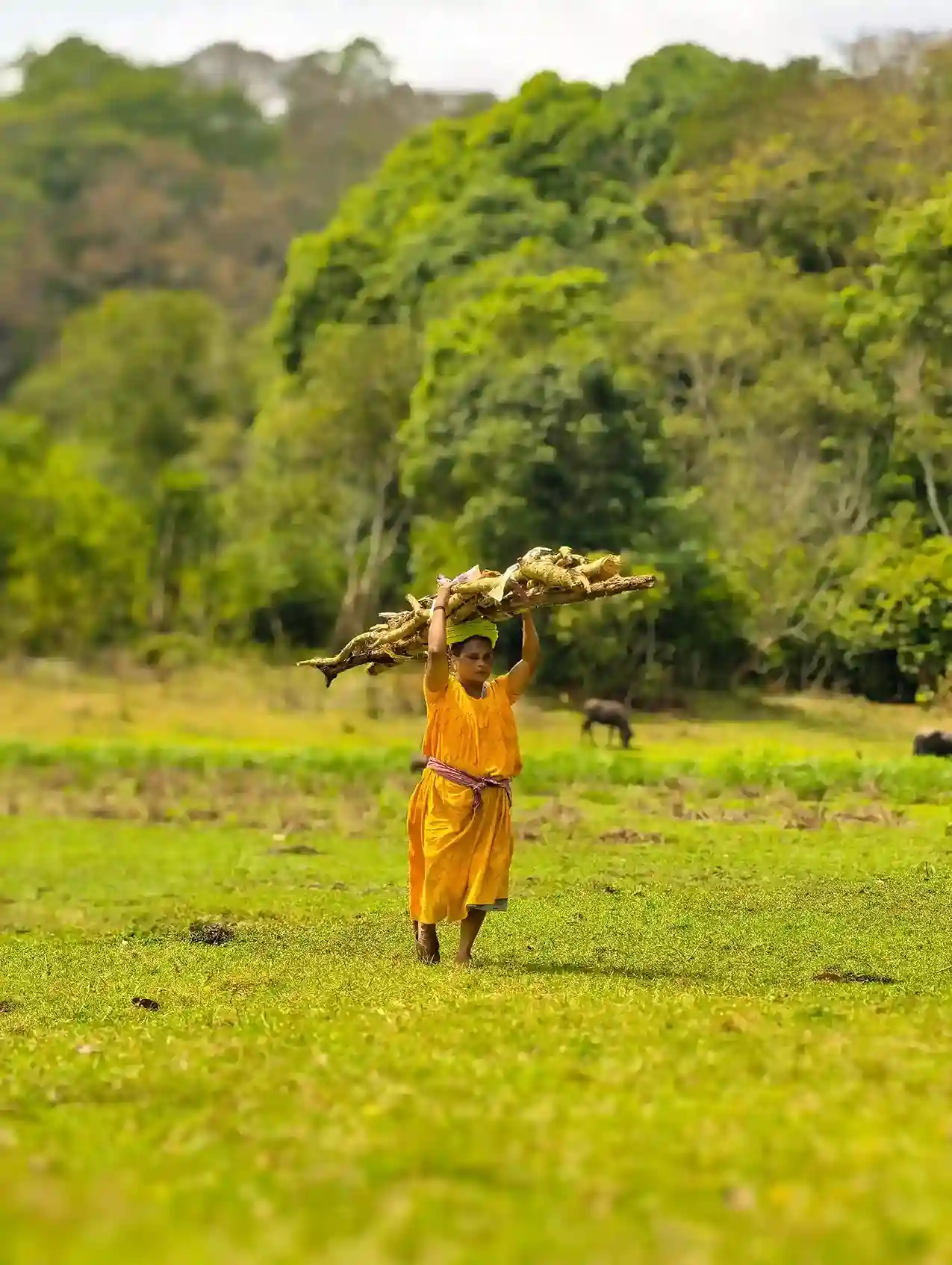 Thekkady Periyar tiger reserve