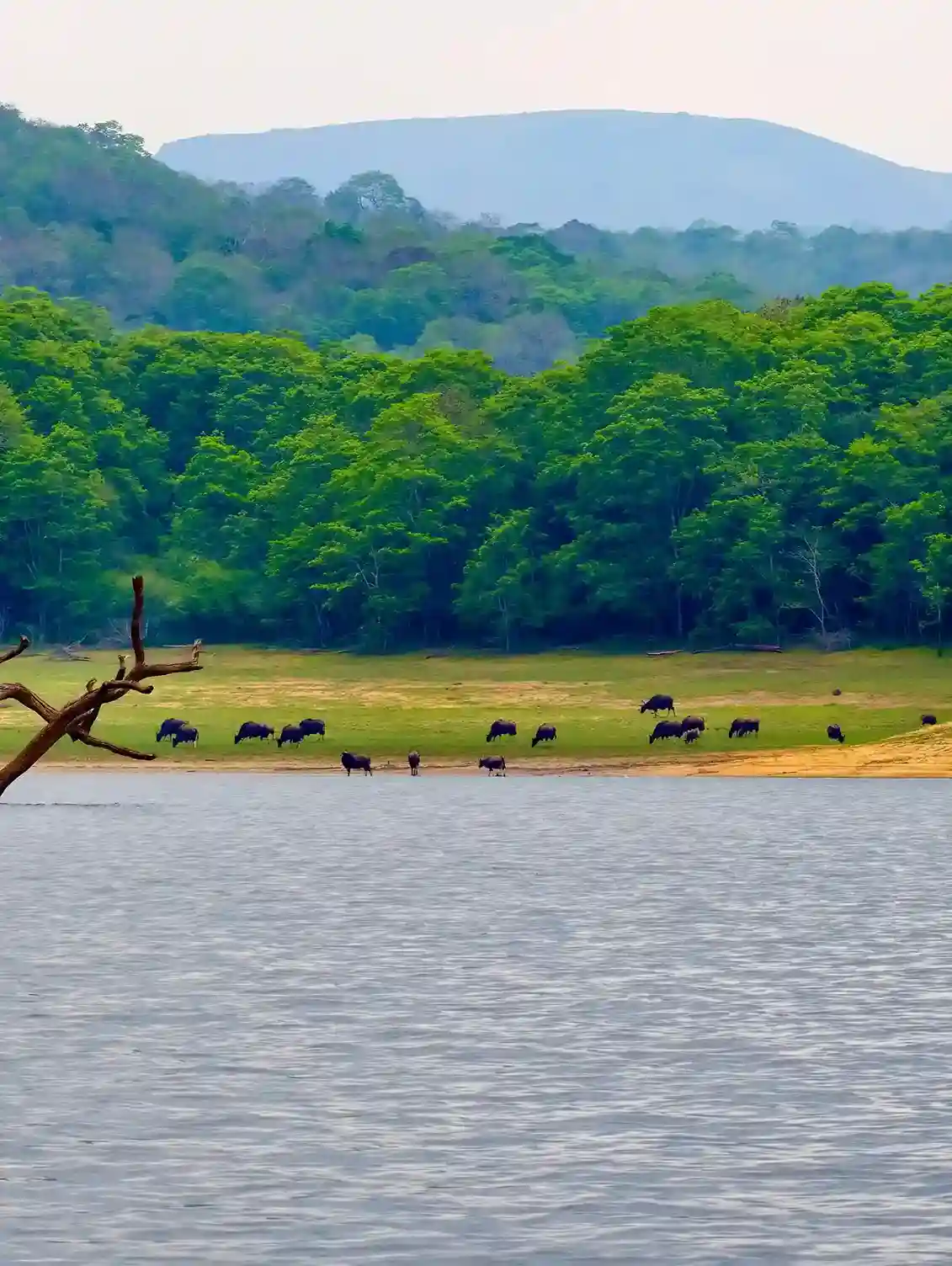 Thekkady Periyar tiger reserve