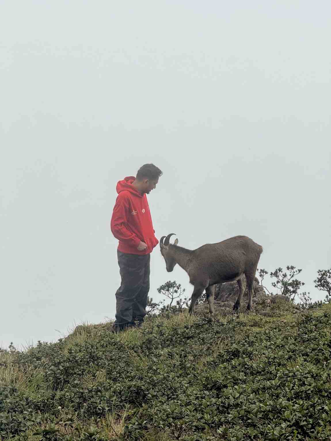 Meesapulimala – Kolukkumalai Trekking